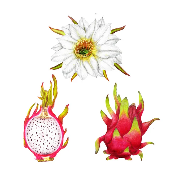 Botaniczny Odizolowany Zestaw Ręcznie Rysowane Pitaya Jedzenie Ilustracja Owoce Clipart — Zdjęcie stockowe