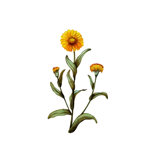 Watercolor Illustration Calendula Plant — Stock Photo, Image