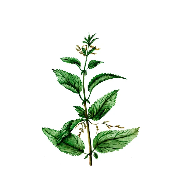 Akwarela Ilustracja Roślin Pokrzywy — Zdjęcie stockowe