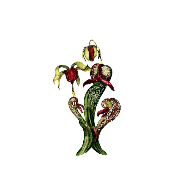 Watercolor Isolated Illustration Cobra Lily — Stock Photo, Image
