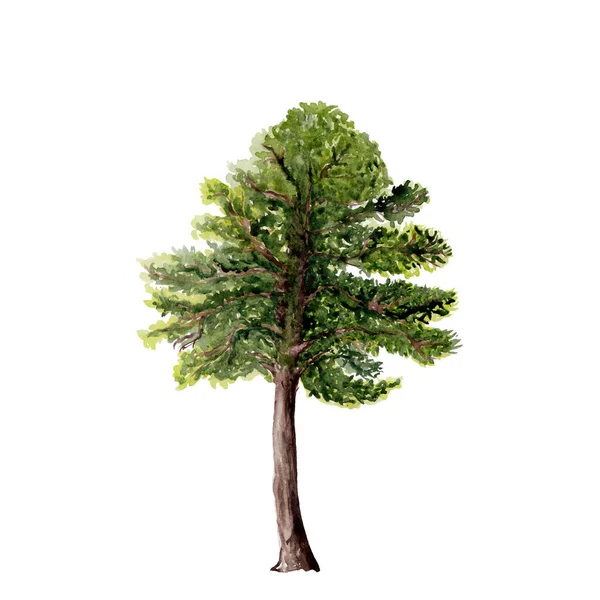 Acuarela Aislada Ilustración Del Árbol Forestal — Foto de Stock