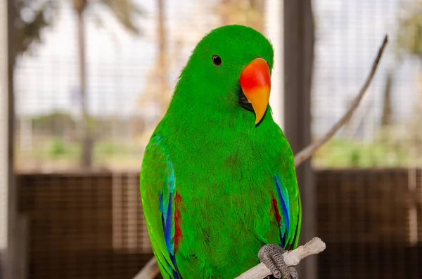 Eclectus Parrot Gan Kangaroo Australian Park Israel — Stock Photo, Image