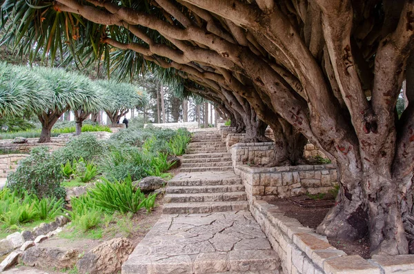 İsrail, Zichron Yaakov 'daki Rothschild Park' taki ejderha ağacı sokağı.