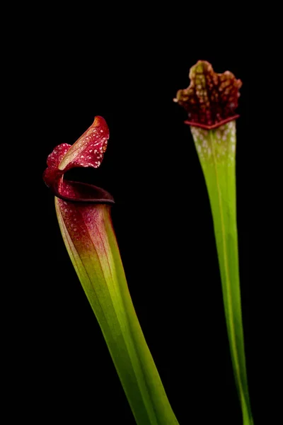 Plantes Carnivores Sur Fond Noir — Photo