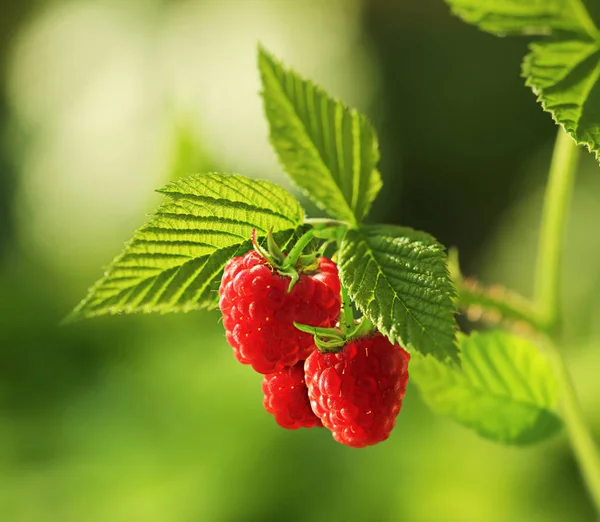 新鲜的树莓植物 — 图库照片