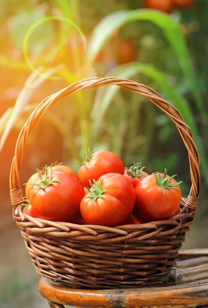 Cesta Tomate Fresco Vermelho Jardim — Fotografia de Stock