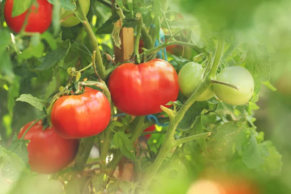 Tomates Vermelhos Maduros Ramo Jardim — Fotografia de Stock