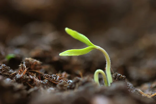 Planta Joven Que Crece Jardín — Foto de Stock