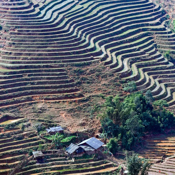 Sapa, Vietnam: terraces planted with rice in winter