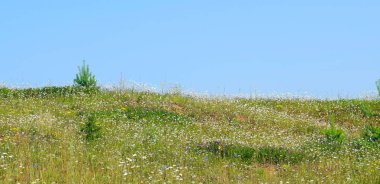 Mavi gökyüzüne karşı çiçek çayırı
