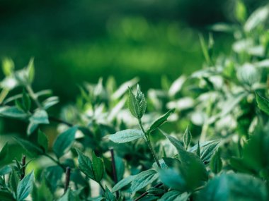 İlkbahar sabahı yeşil bitkiler ve çimenler