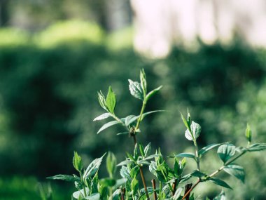 İlkbahar sabahı yeşil bitkiler ve çimenler