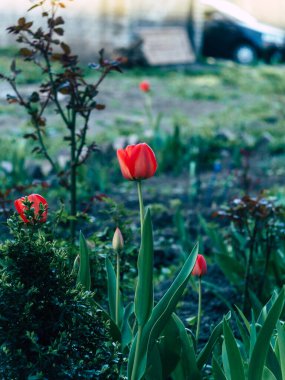 Sabah güneşin kırmızı lale kırmızı çiçekler üzerinde odaklanmıştır