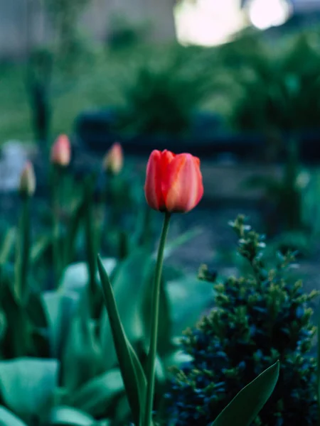 Rote Tulpen und grüne Pflanzen am Morgen — Stockfoto