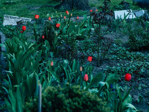 朝の赤いチューリップと緑の植物 — ストック写真