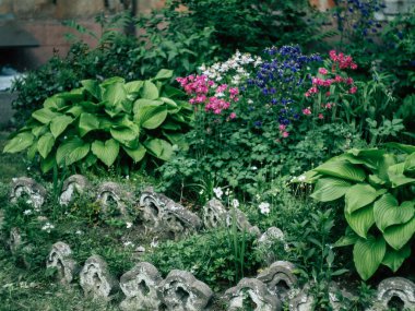 Bir kır evinin yakınındaki çiçek tarhında pembe çiçeklerden oluşan bir çalı yetişiyor..
