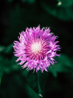 Güzel, parlak, mor çiçekler yaz bahçesinde yetişiyor.