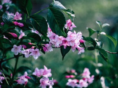 Çiylerle kaplanmış narin çiçek dalları