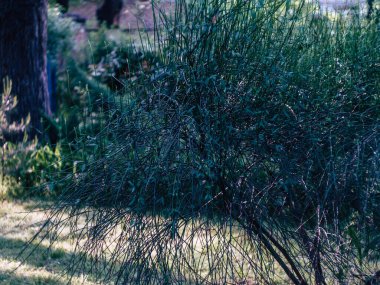 Güneşli bir yaz sabahında parktaki güzel yeşil bitkiler