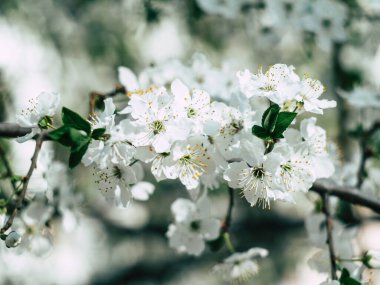 İlkbahar günü kiraz çiçeklerinin güzel çiçekleri