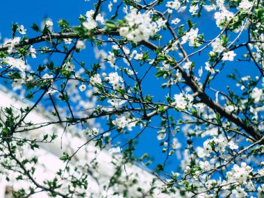 İlkbahar günü kiraz çiçeklerinin güzel çiçekleri