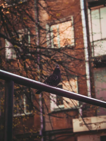 Esta Hermosa Foto Fue Tomada Uno Los Patios Antigua Ciudad — Foto de Stock