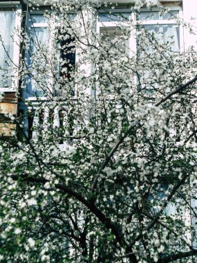 İlkbahar günü kiraz çiçeklerinin güzel çiçekleri