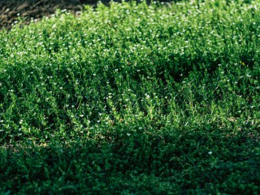 Yeşil çimen arka plan dokusu. Tasarım elementi.