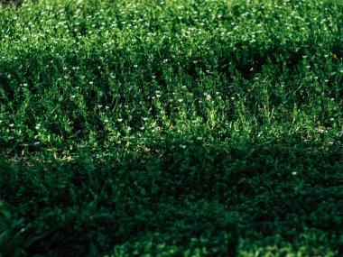 Yeşil çimen arka plan dokusu. Tasarım elementi.