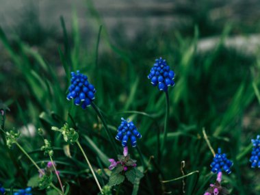 Bahçedeki mavi üzüm sümbülü çiçekleri. Bahar çiçekleri yol boyunca büyürler. Güzel bir bahar arkaplanı
