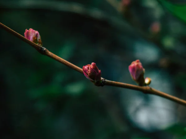 Bakgrund Från Anbud Rosa Vackra Blommor Grönt Gräs Blommig Naturlig — Stockfoto