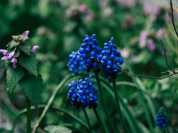 Blå Druva Hyacint Blommor Trädgården Vårblommor Växer Längs Gångvägen Fin — Stockfoto