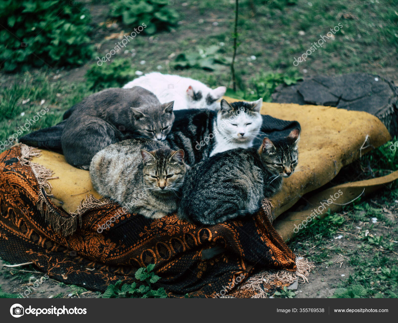 Amicable Black Cats Family Lying Old Armchair Together Warm Each