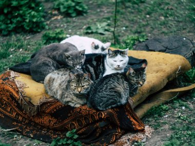 Dostça siyah kedi ailesi eski bir koltukta uzanıyor ve birbirlerini ısıtıyorlar.