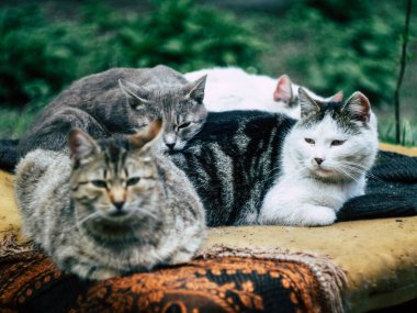 Dostça siyah kedi ailesi eski bir koltukta uzanıyor ve birbirlerini ısıtıyorlar.