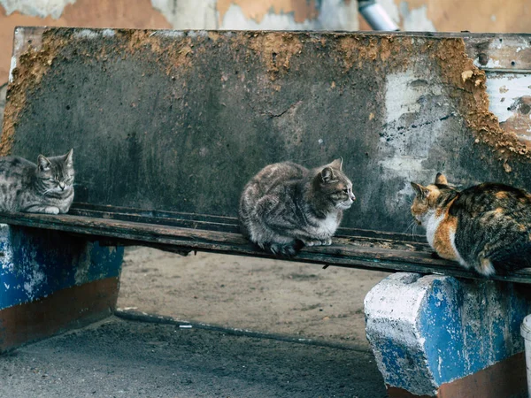 Gestreifte Katze Mit Langen Schnurrhaaren Ausdrucksstark — Stockfoto