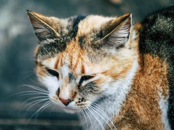Gestreifte Katze Mit Langen Schnurrhaaren Ausdrucksstark — Stockfoto
