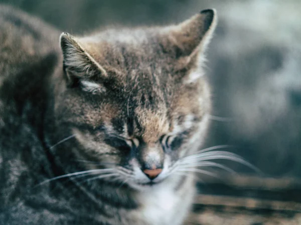 Gestreifte Katze Mit Langen Schnurrhaaren Ausdrucksstark — Stockfoto