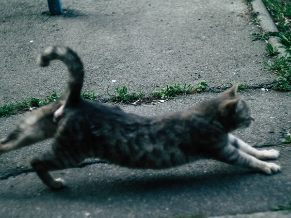 Gestreepte Kat Met Lange Snorharen Expressief — Stockfoto