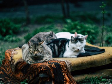 Dostça siyah kedi ailesi eski bir koltukta uzanıyor ve birbirlerini ısıtıyorlar.