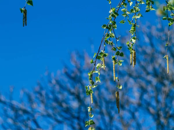 葉芽を持つ小枝の閉鎖は破裂する準備ができています 木の枝に芽と小さな葉で春に目を覚ます若い自然 自然コンセプト — ストック写真