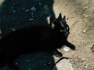 İki sokak kara kedisi yazın güneşli bir günde bahçede dolaşır.