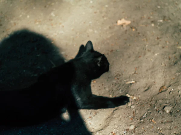 Två Gata Svarta Katter Runt Gården Sommaren Solig Dag — Stockfoto