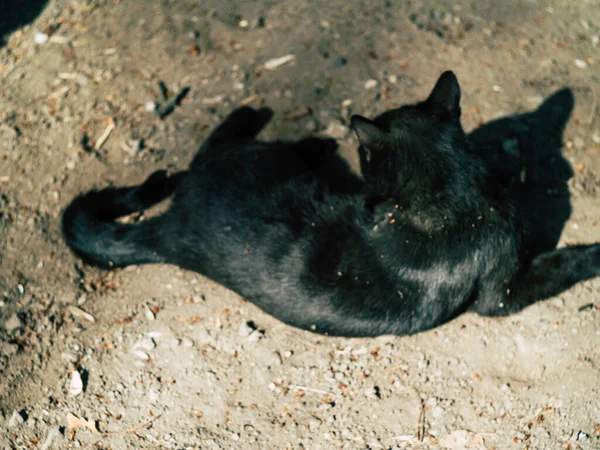Zwei Schwarze Straßenkatzen Spazieren Sommer Einem Sonnigen Tag Über Den — Stockfoto