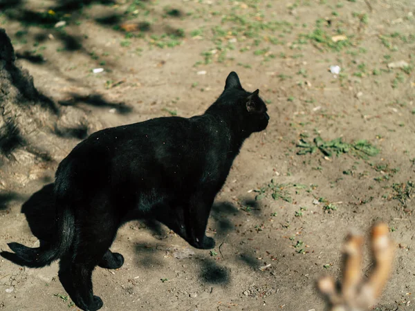 Två Gata Svarta Katter Runt Gården Sommaren Solig Dag — Stockfoto