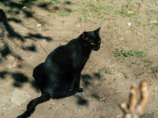 Twee Straat Zwarte Katten Lopen Rond Werf Zomer Een Zonnige — Stockfoto