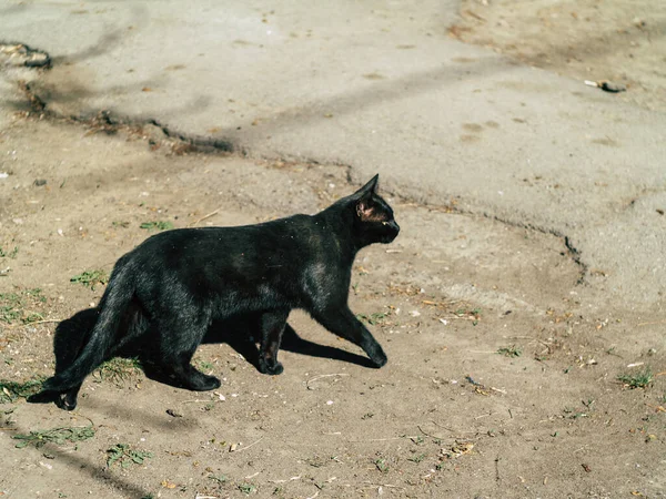 Twee Straat Zwarte Katten Lopen Rond Werf Zomer Een Zonnige — Stockfoto