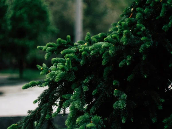 Background from green Fir tree branch. Fluffy young branch Fir tree with raindrops