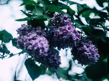 Yeşil yaprakların üzerinde çiçek açan leylağın güzel bir dalı.