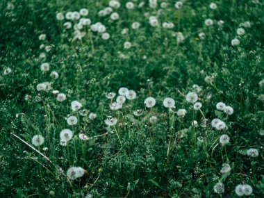 Yaban Karahindiba 'nın yeşil tarlası Yerde bahar çiçekleri